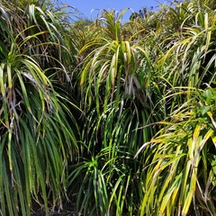 Freycinetia banksii