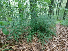 Polygonatum verticillatum