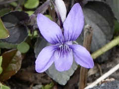 Rostratae