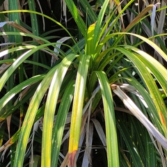 Freycinetia banksii
