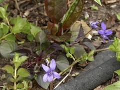 Rostratae
