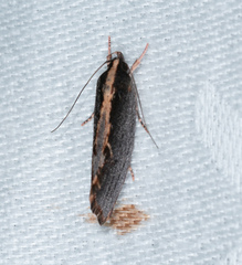 Helcystogramma plutelliformis