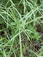 Cyperus aromaticus