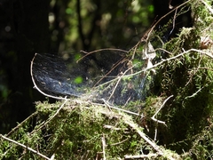 Aglaoctenus lagotis