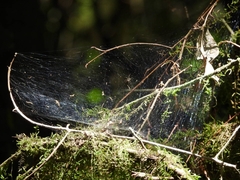 Aglaoctenus lagotis