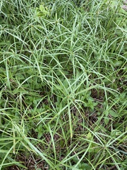 Cyperus aromaticus