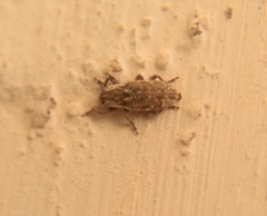 Microlarinus lareynii