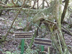 Ficus luschnathiana