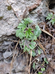 Potentilla caulescens