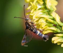 Synanthedon tipuliformis