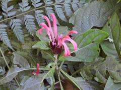 Justicia carnea