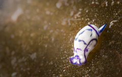 Lamprohaminoea ovalis