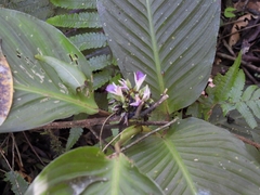 Justicia carnea