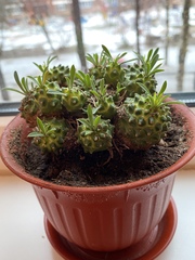 Euphorbia nivulia