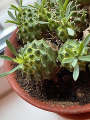 Euphorbia nivulia
