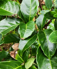 Tetrastigma lanyuense