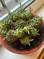 Euphorbia nivulia