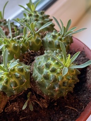 Euphorbia nivulia