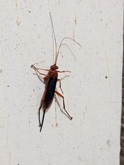 Lissopimpla