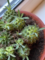 Euphorbia nivulia
