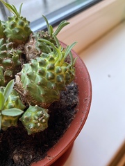 Euphorbia nivulia