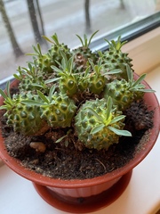Euphorbia nivulia