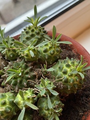 Euphorbia nivulia