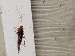Lissopimpla