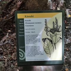 Pterophylla racemosa