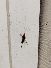 Lissopimpla