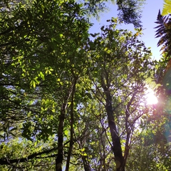 Pterophylla racemosa