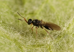 Platygastridae