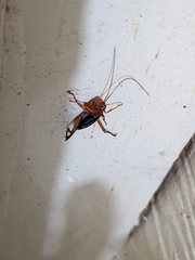 Lissopimpla
