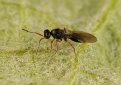 Platygastridae