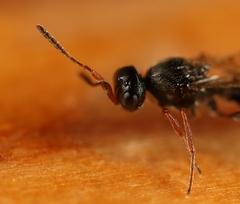 Platygastridae