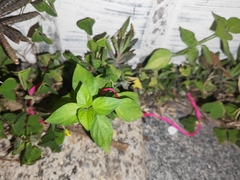 Dicliptera chinensis