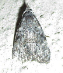 Nola phaeocraspis