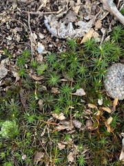 Polytrichum juniperinum