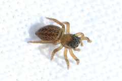 Euophrys frontalis