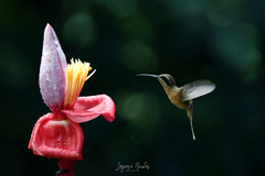 Phaethornis striigularis