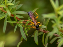 Degithina sollicitoria