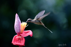 Phaethornis longirostris