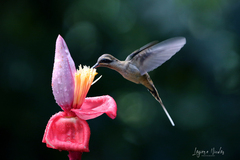 Phaethornis longirostris