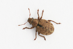 Strophosoma melanogrammum