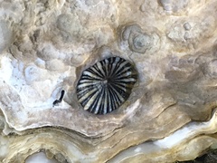 Siphonaria funiculata