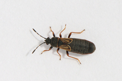 Ischnodemus sabuleti