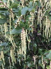 Garrya elliptica