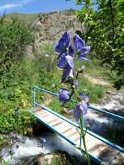 Aconitum talassicum