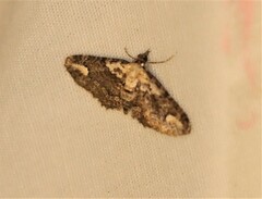 Pasiphilodes testulata