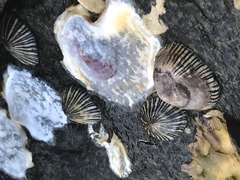 Siphonaria funiculata